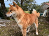 Chien Shiba Inu disponible pour saillie (LOF)