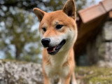 Chien Shiba Inu disponible pour saillie (LOF)