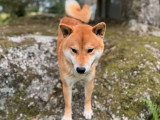 Chien Shiba Inu disponible pour saillie (LOF)