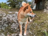 Chien Shiba Inu disponible pour saillie (LOF)