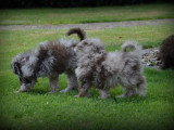 Chiots Caniche merle chocolat à vendre