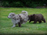Chiots Caniche merle chocolat à vendre
