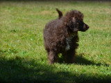 Chiots Caniche merle chocolat à vendre