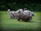Chiots Caniche merle chocolat à vendre
