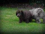 Chiots Caniche merle chocolat à vendre