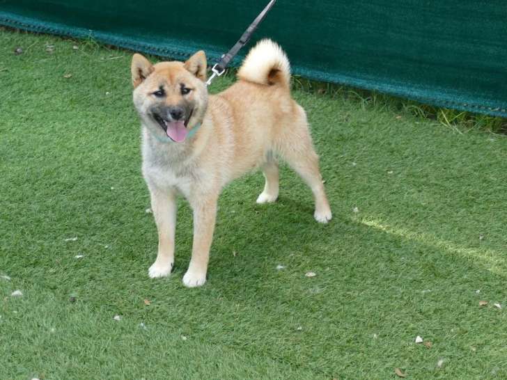 À vendre : chiot femelle Shiba fauve LOF
