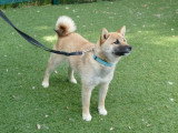 À vendre : chiot femelle Shiba fauve LOF