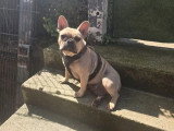 Chienne Bouledogue Français non LOF de mai 2025 à vendre