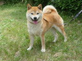 À vendre, 3 chiots femelles Shiba Inu non LOF d'avril 2026