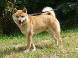 À vendre, 3 chiots femelles Shiba Inu non LOF d'avril 2026