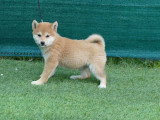 À vendre, 3 chiots femelles Shiba Inu non LOF d'avril 2026
