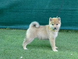 À vendre, 3 chiots femelles Shiba Inu non LOF d'avril 2026