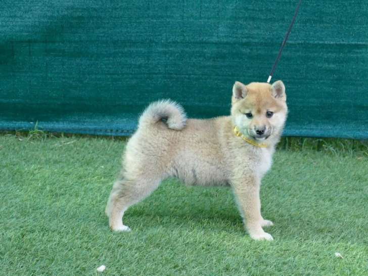 À vendre, 3 chiots femelles Shiba Inu non LOF d'avril 2026