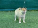 À vendre, 3 chiots femelles Shiba Inu non LOF d'avril 2026