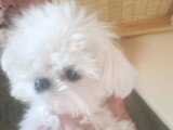 Chiots mâles Bichon Maltais coréens disponibles