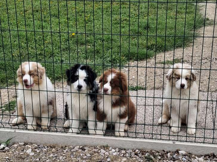 Chiots Berger Australien LOF à vendre