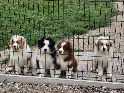 Chiots Berger Australien LOF à vendre
