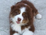 Chiots Berger Australien LOF à vendre
