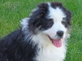 Chiots Berger Australien LOF à vendre