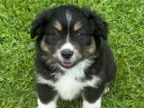 3 chiots Berger Américain Miniature tri noir LOF à vendre