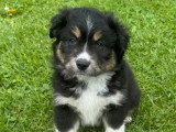 3 chiots Berger Américain Miniature tri noir LOF à vendre