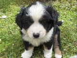 3 chiots Berger Américain Miniature tri noir LOF à vendre