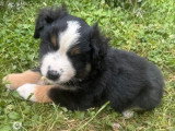 3 chiots Berger Américain Miniature tri noir LOF à vendre