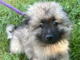 À vendre : 2 chiots femelles Spitz Loup non LOF nés en mars 2026