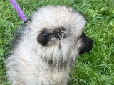 À vendre : 2 chiots femelles Spitz Loup non LOF nés en mars 2026