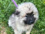 À vendre : 2 chiots femelles Spitz Loup non LOF nés en mars 2026