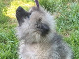 À vendre : 2 chiots femelles Spitz Loup non LOF nés en mars 2026