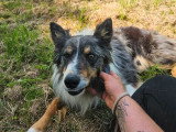 Chien Border Collie LOF confirmé de 3 ans à vendre