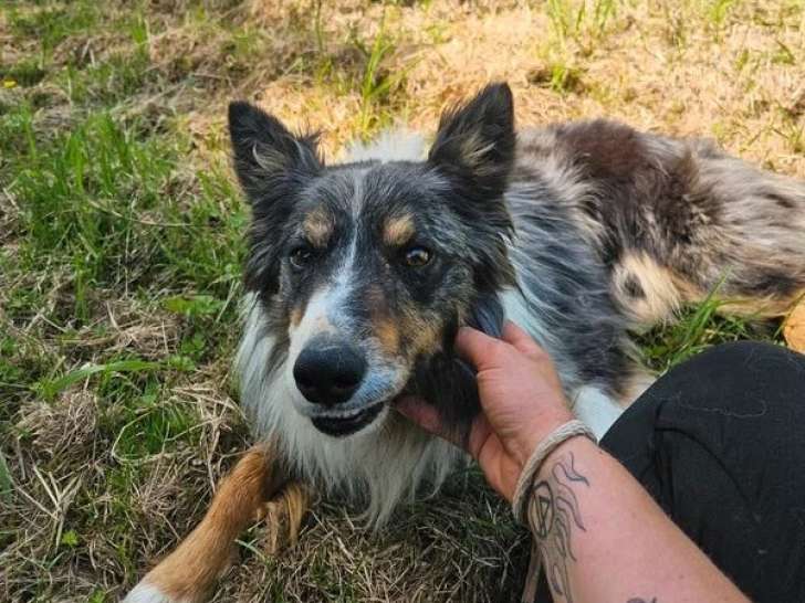 Chien Border Collie LOF confirmé de 3 ans à vendre