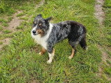 Chien Border Collie LOF confirmé de 3 ans à vendre