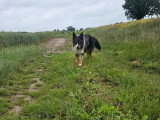 Chien Border Collie LOF confirmé de 3 ans à vendre