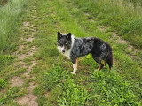 Chien Border Collie LOF confirmé de 3 ans à vendre