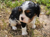 Chiot femelle Cavalier King Charles non LOF tricolore à vendre