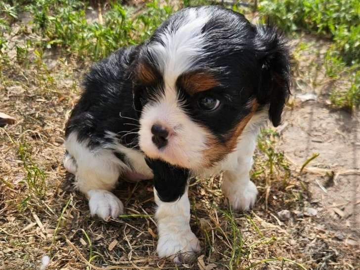 Chiot femelle Cavalier King Charles non LOF tricolore à vendre