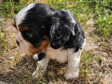 Chiot femelle Cavalier King Charles non LOF tricolore à vendre
