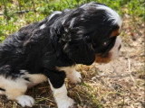 Chiot femelle Cavalier King Charles non LOF tricolore à vendre