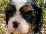 Chiot femelle Cavalier King Charles non LOF tricolore à vendre