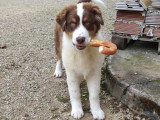 Adorable mâle Berger Australien LOF pour saillie