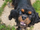 Chiot Cavalier King Charles mâle noir et feu à vendre non LOF