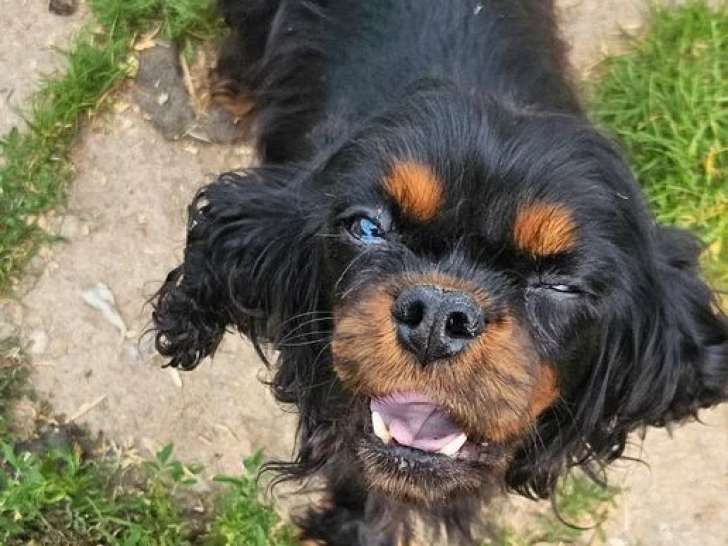 Chiot Cavalier King Charles mâle noir et feu à vendre non LOF