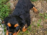 Chiot Cavalier King Charles mâle noir et feu à vendre non LOF