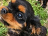 Chiot Cavalier King Charles mâle noir et feu à vendre non LOF
