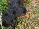 Chiot Cavalier King Charles mâle noir et feu à vendre non LOF
