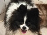 Spitz Nain mâle non LOF à vendre