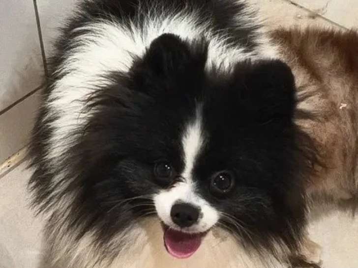 Spitz Nain mâle non LOF à vendre