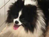 Spitz Nain mâle non LOF à vendre